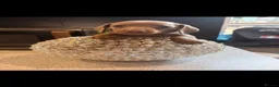 Miniature Dachshund dogs for sale: John s  - Advert 8