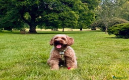 Cockapoo dogs for sale: Mini cockapoo male in search of a new forever home - Image 1