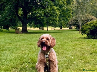 Cockapoo dogs for sale - Advert 1