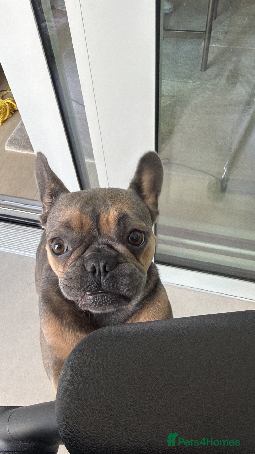 French Bulldog dogs  Beautiful French Bulldog (Daisy) ❤️ - Advert 1