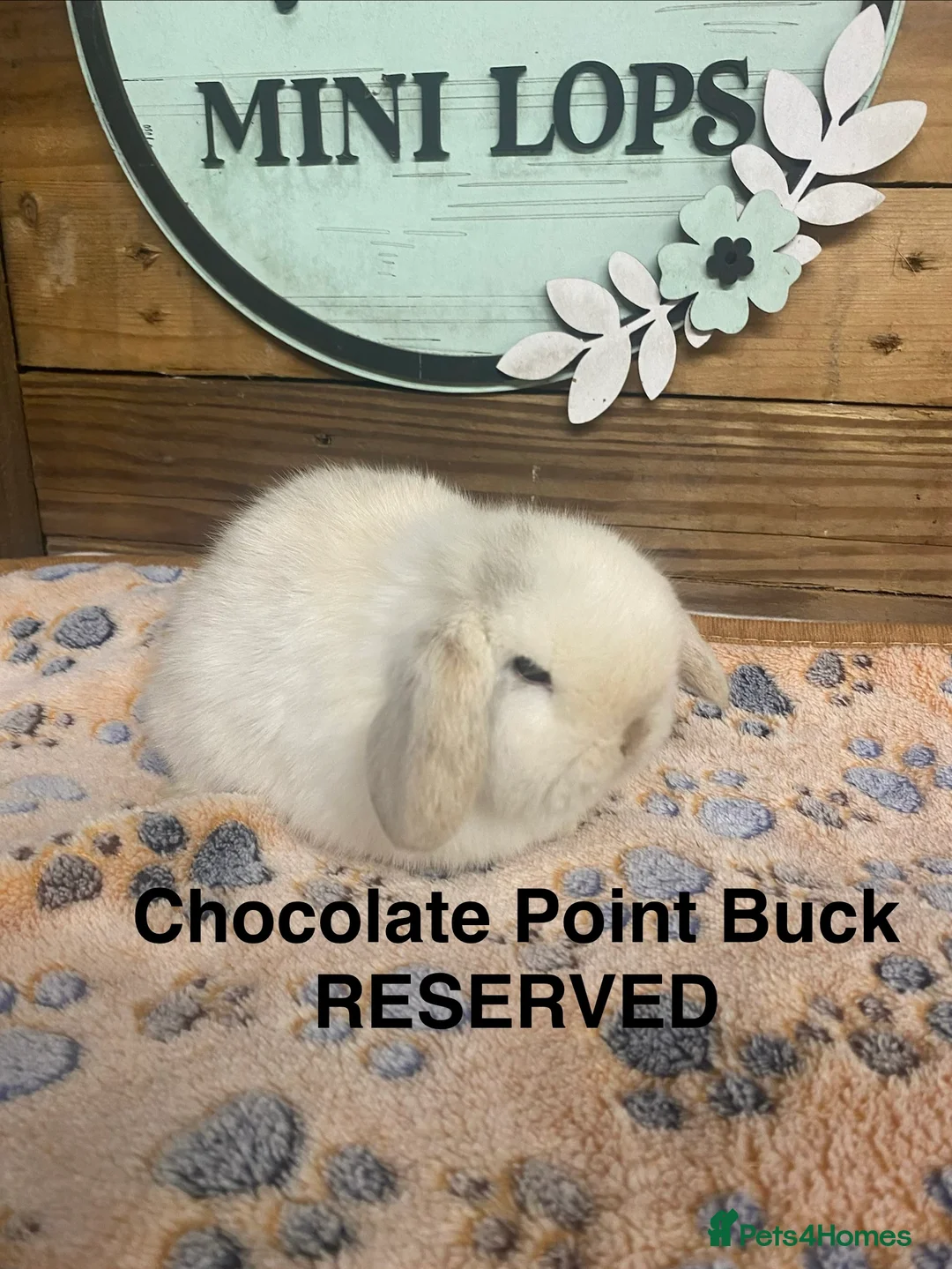 Mini Lop rabbits for sale: Purebred Baby Mini Lops - Advert 15