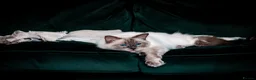 Ragdoll cats for sale: 2 male Ragdoll cats - Advert 6