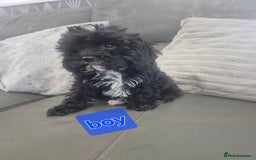 Cavapoo dogs for sale: Stunning Cavapoo Babies - ready this weekend - Image 33