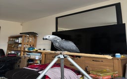 Parrots birds for sale: 1 African Grey Baby LEFT (Hand Reared) READY NOW - Image 2