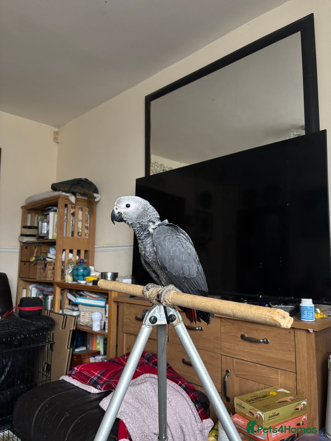 Parrots birds for sale: 1 African Grey Baby LEFT (Hand Reared) READY NOW - Image 2