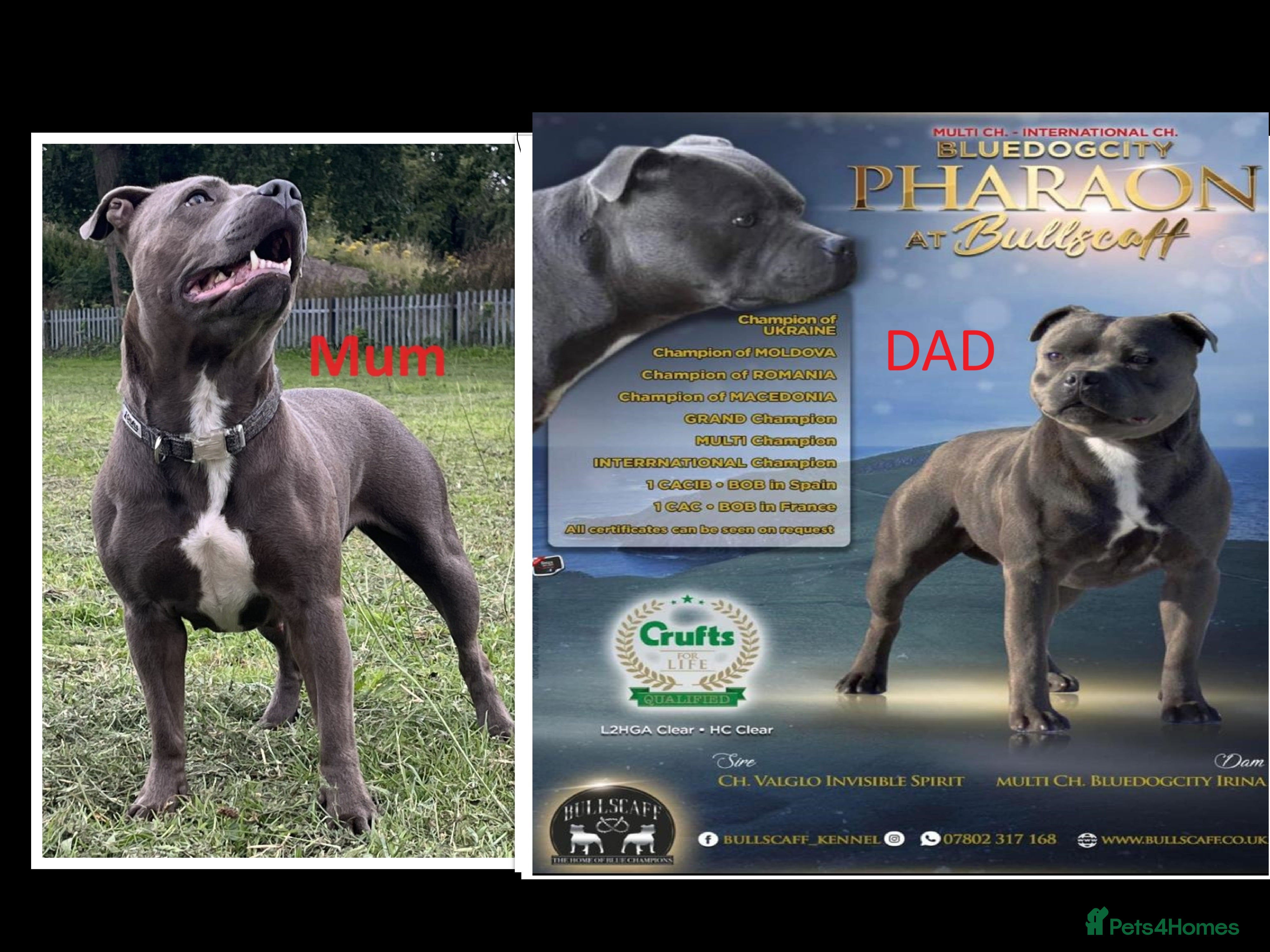 Staffordshire Bull Terrier dogs Champions Bloodlines Staffordshire Bull Terrier Pu - Advert 1