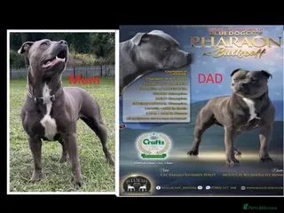 Staffordshire Bull Terrier dogs Champions Bloodlines Staffordshire Bull Terrier Pu - Advert 2
