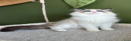 Ragdoll cats for sale: Cute chunky purring ragdoll girls - Advert 28