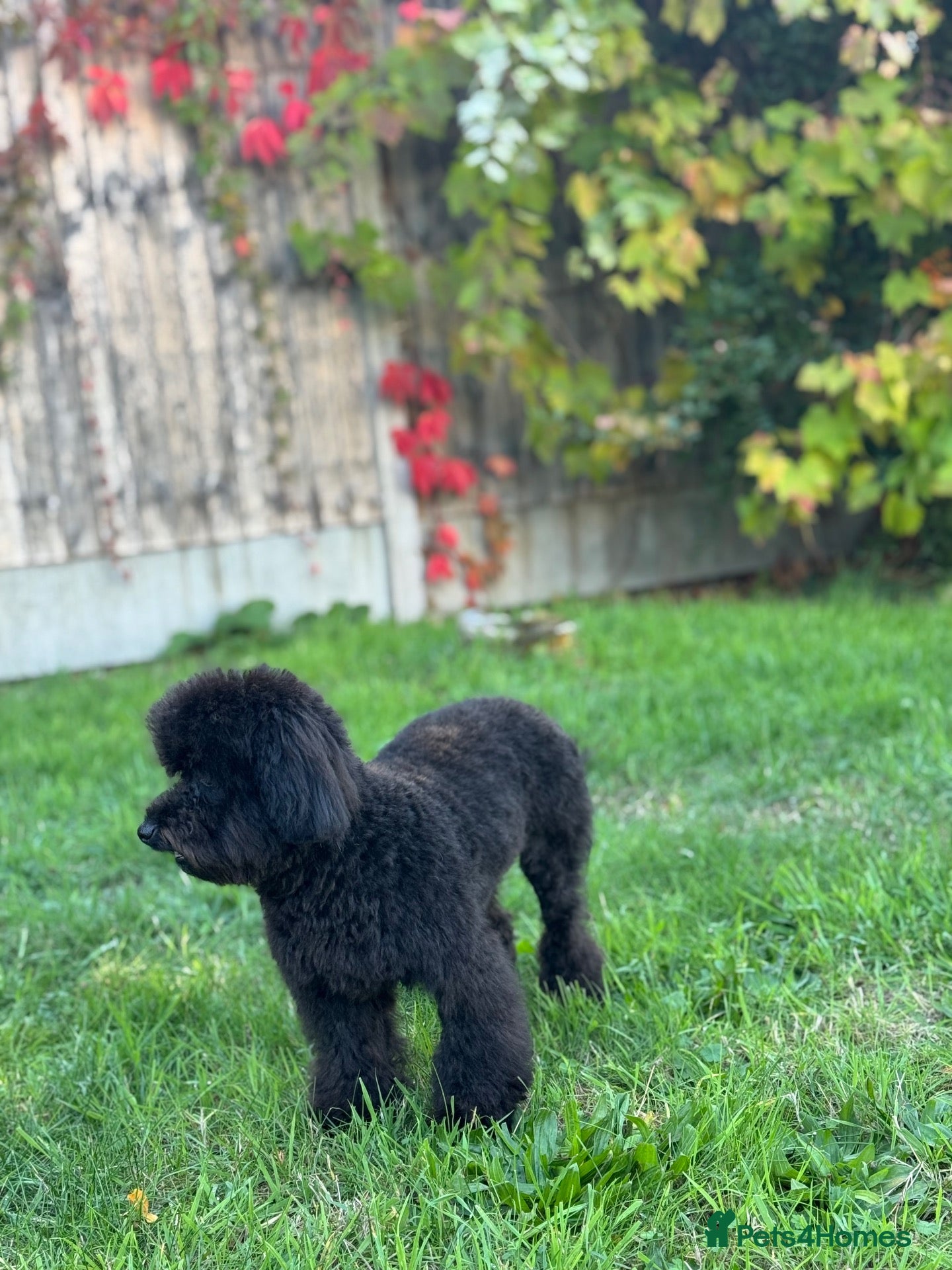 Toy Poodle dogs Gorgeous Black Asian Toy Poodle Boy - Ready Now 🐾 - Advert 2