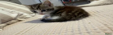 Ragdoll 4