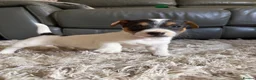 Mixed Breed dogs for sale: Beautiful mix of Sealyham terrier x jackrussel  - Advert 5