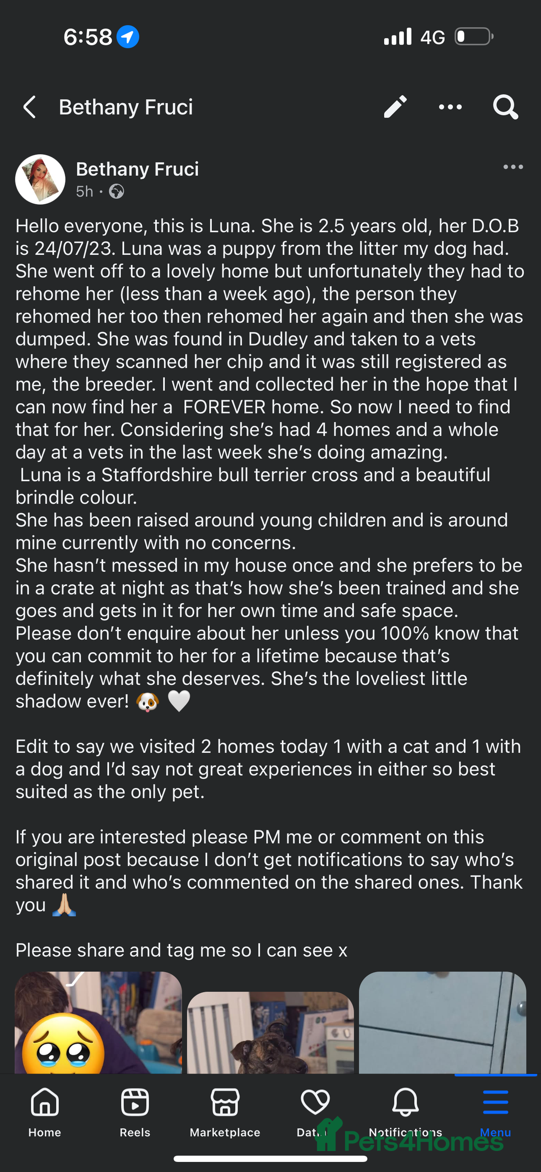 Mixed Breed dogs for sale: Female staffy cross  - Advert 6