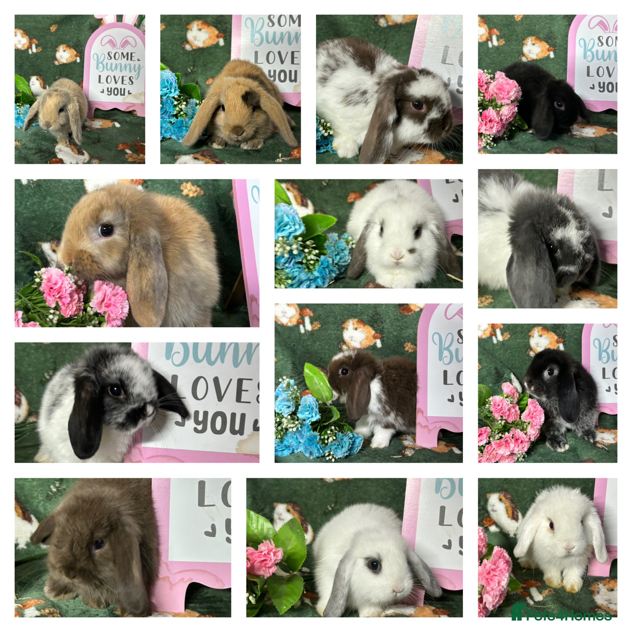 Mini Lop rabbits Beautiful Baby Mini Lops Ready now  - Advert 1
