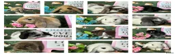 Mini Lop rabbits for sale: Beautiful Baby Mini Lops Ready now  - Advert 1