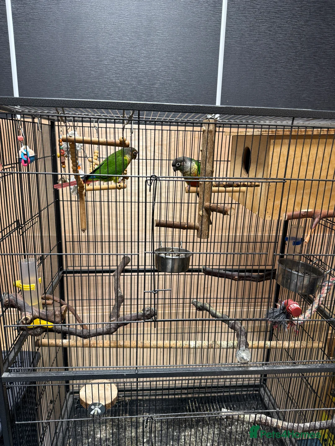 Conures birds for sale: Green Cheek Conures - Advert 11