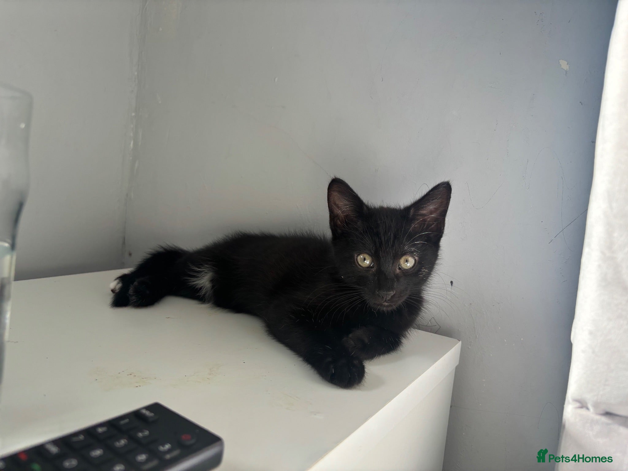 Mixed Breed cats Female kitten - Advert 1