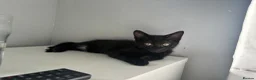 Mixed Breed cats for sale: Female kitten - Advert 1