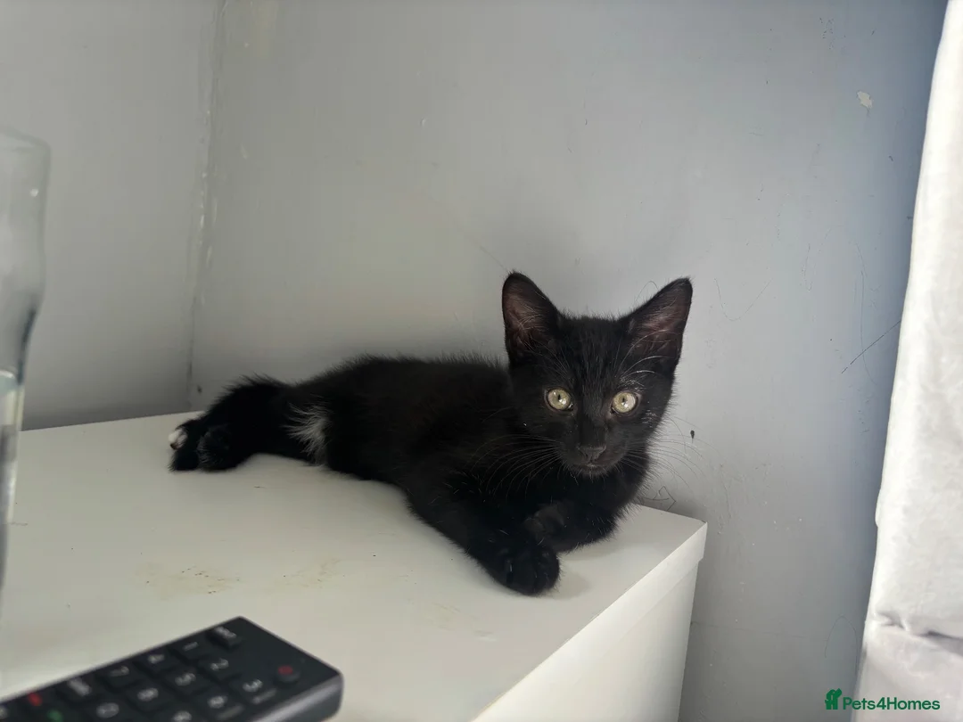 Mixed Breed cats for sale: Female kitten - Advert 1