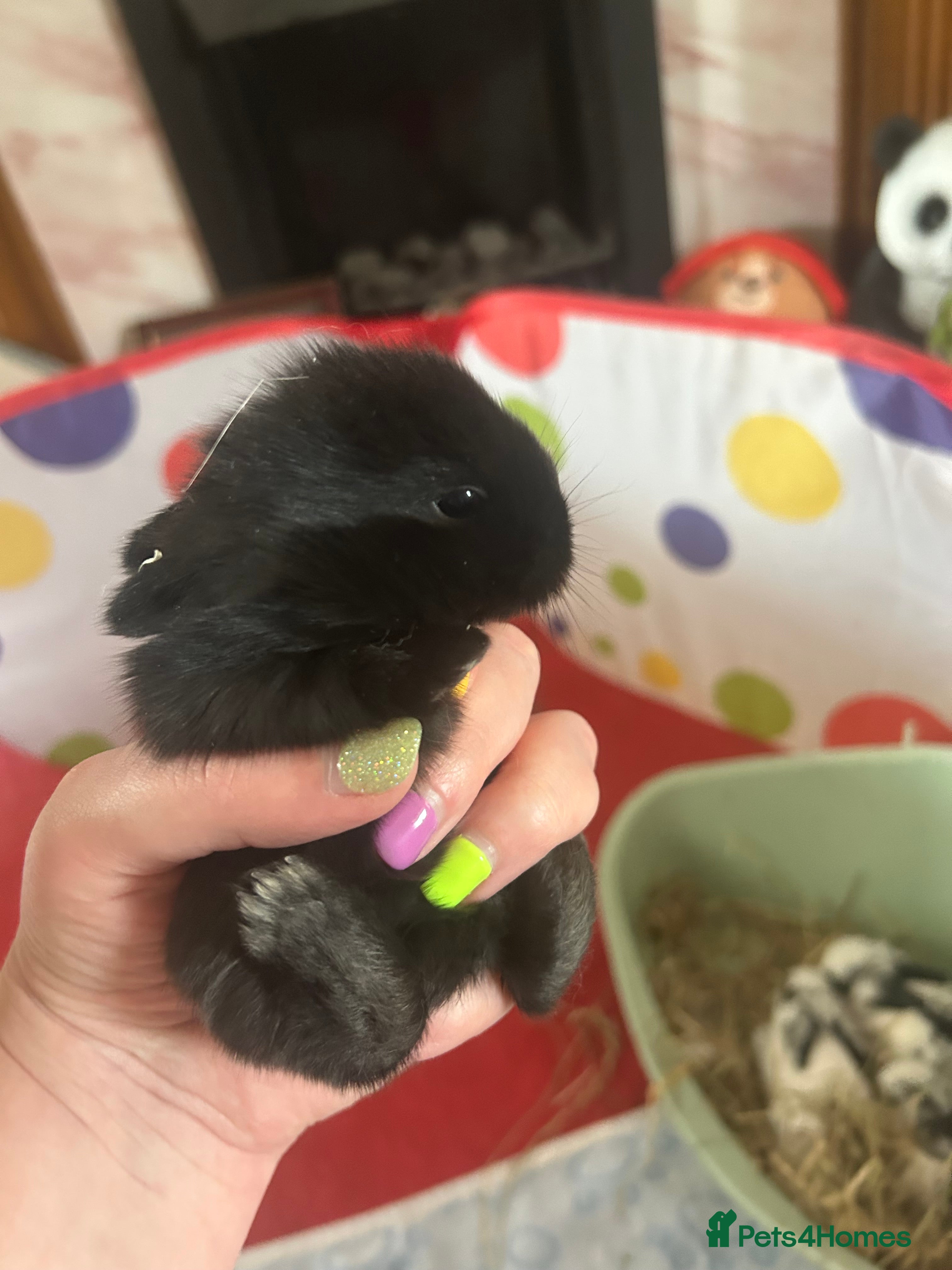 Mini Lion Lop rabbits Mini lion lops bunnies  - Advert 10