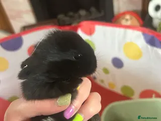 Mini Lion Lop rabbits Mini lion lops bunnies - Advert 10