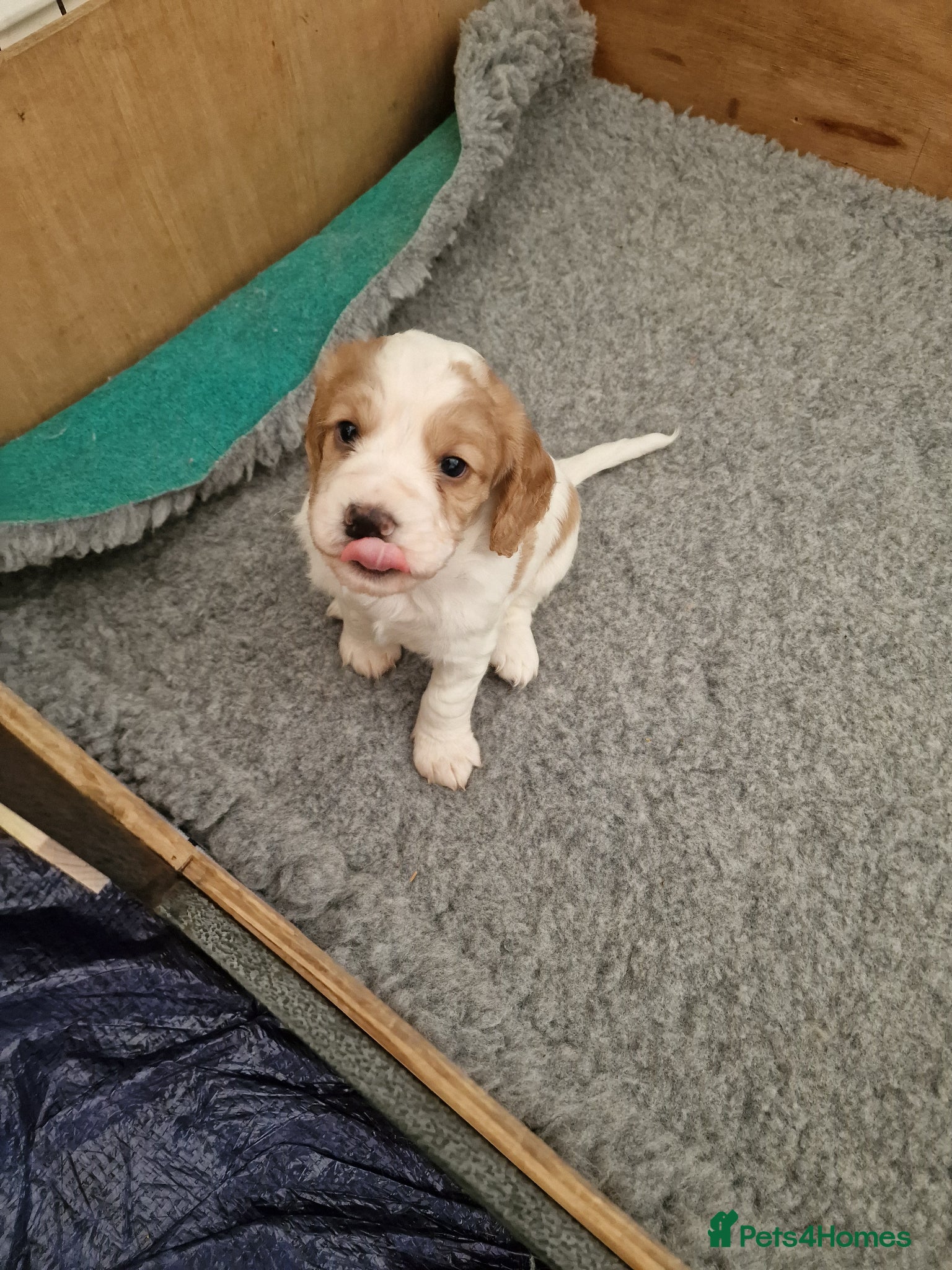 Cocker Spaniel dogs Quality litter of kc registered cocker spaniel  - Advert 1