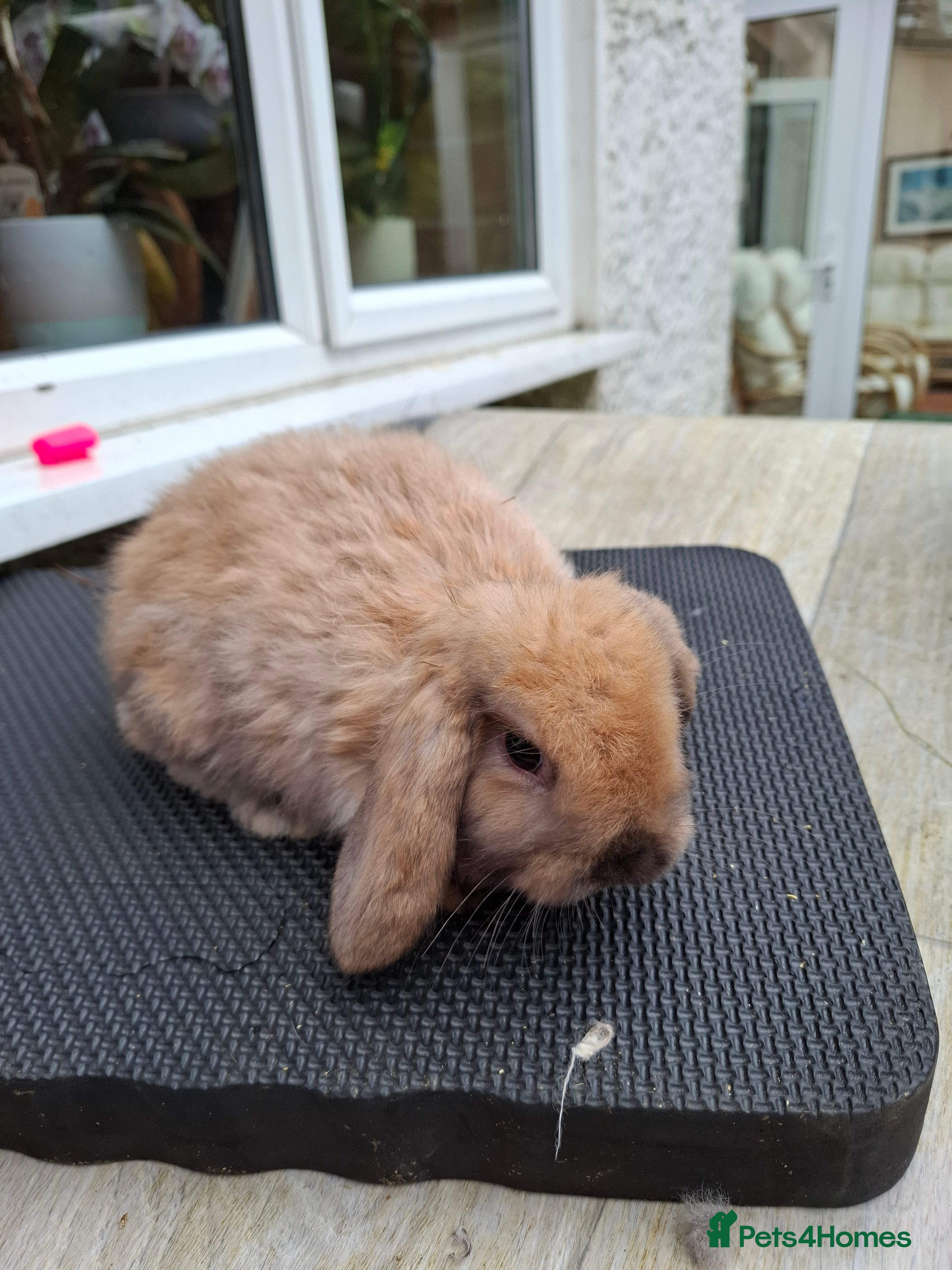 Mini Lop rabbits Mini Lops and Mini Lion Lops - Advert 9
