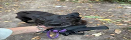 Mixed Breed dogs for adoption: Meet Becca, currently residing in Surrey in Farnborough - Advert 3