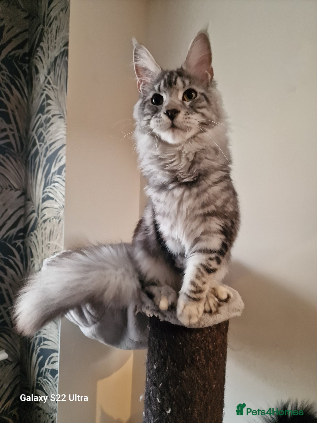 Maine Coon cats for sale: 🎀Fantastic female🎀 - Advert 10
