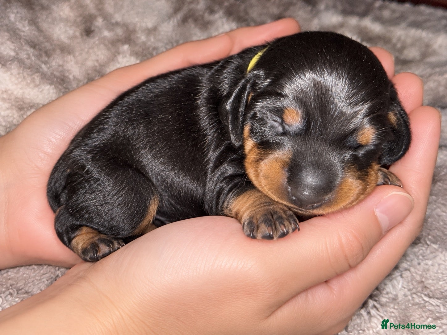 Miniature Dachshund dogs 💛 ONLY 1 BOY LEFT💛 Miniature Dachshund - Advert 16