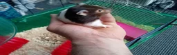 Hamster rodents for sale: Syrian hamsters, friendly, hand-tamed in Northampton - Advert 7