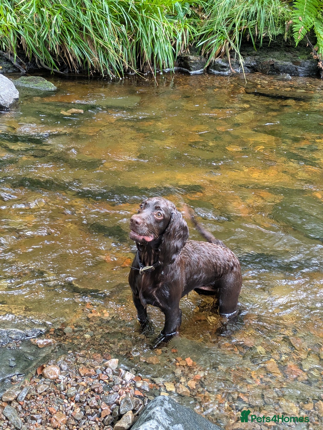 Cockapoo dogs for sale: STUNNING F1 COCKAPOO PUPPIES 2 FEMALES LEFT - Advert 6