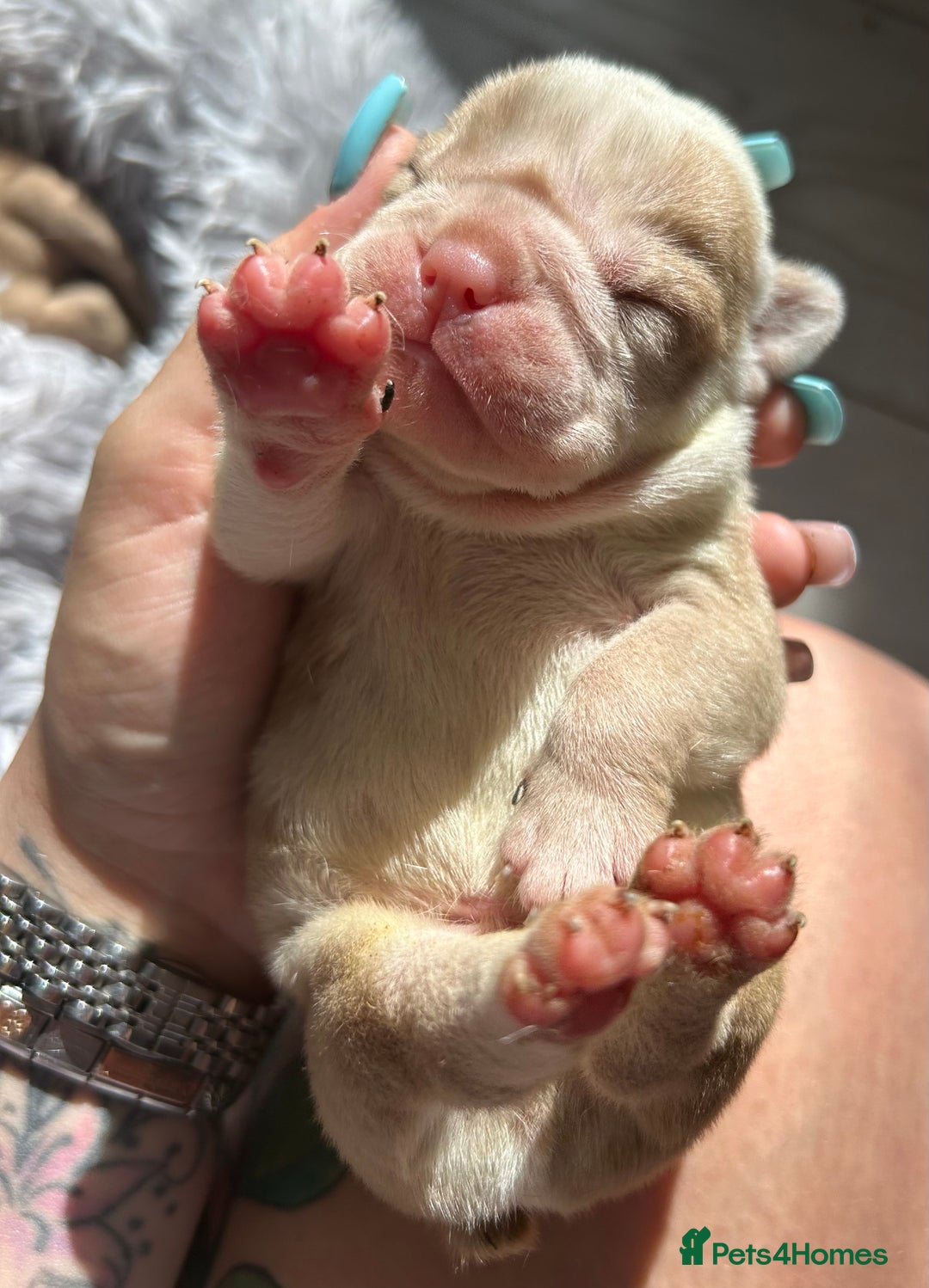 Olde English Bulldogge dogs for sale: CARTEL BLOODLINE OLDE ENGLISH PUPPIES!!  - Image 24