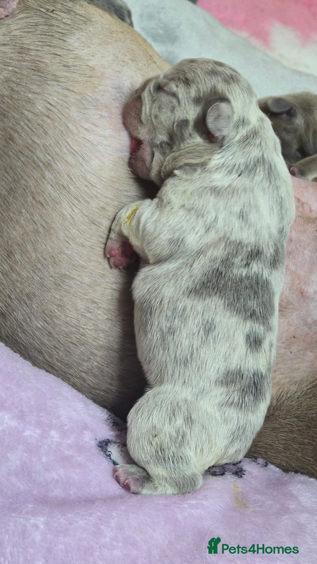 French Bulldog dogs for sale: Stunning french bulldog puppies - Advert 20