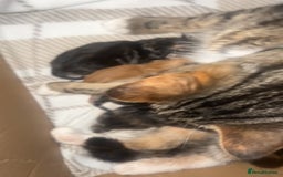 Mixed Breed cats for sale: kittens (caption) - Image 3