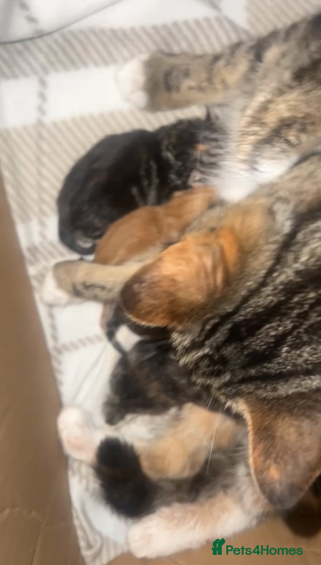 Mixed Breed cats for sale: kittens (caption) - Image 3