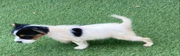 Jack Russell dogs for sale: Jack Russell puppies  - Advert 36