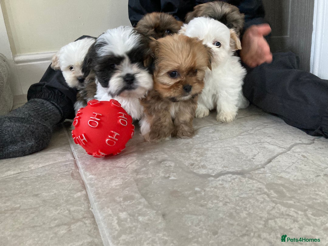 Shih Tzu dogs for sale: Beautiful Shiah tzu puppies  - Advert 2