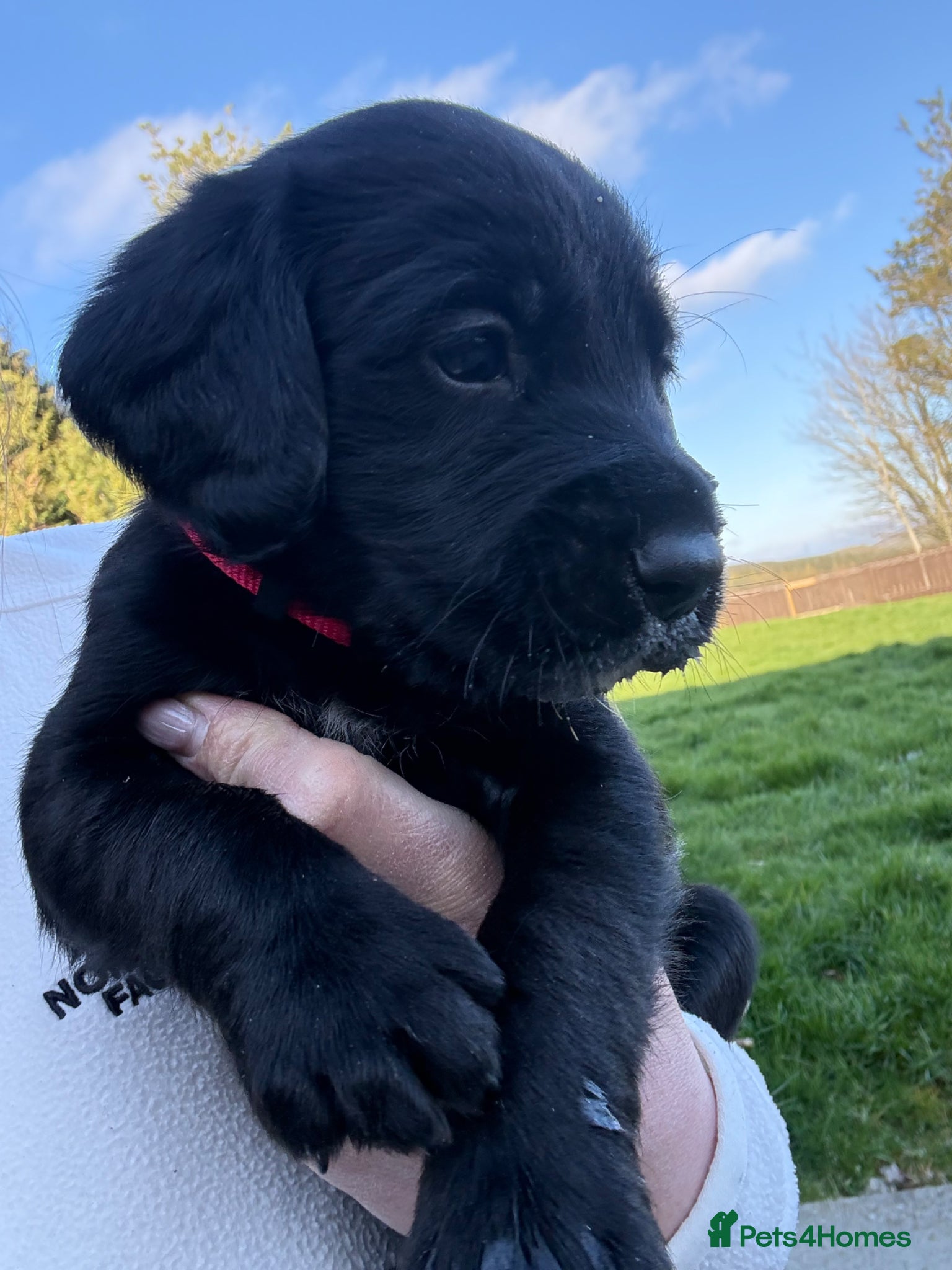 Cockerdor dogs Labrador X Cocker Spaniel Puppies - Advert 1