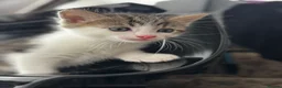 Ragdoll cats for sale: 🐾Only 4 Gorgeous Kittens Left🐾 - Advert 17