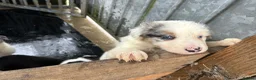 Border Collie dogs for sale: Blue merle collie pups - Advert 13