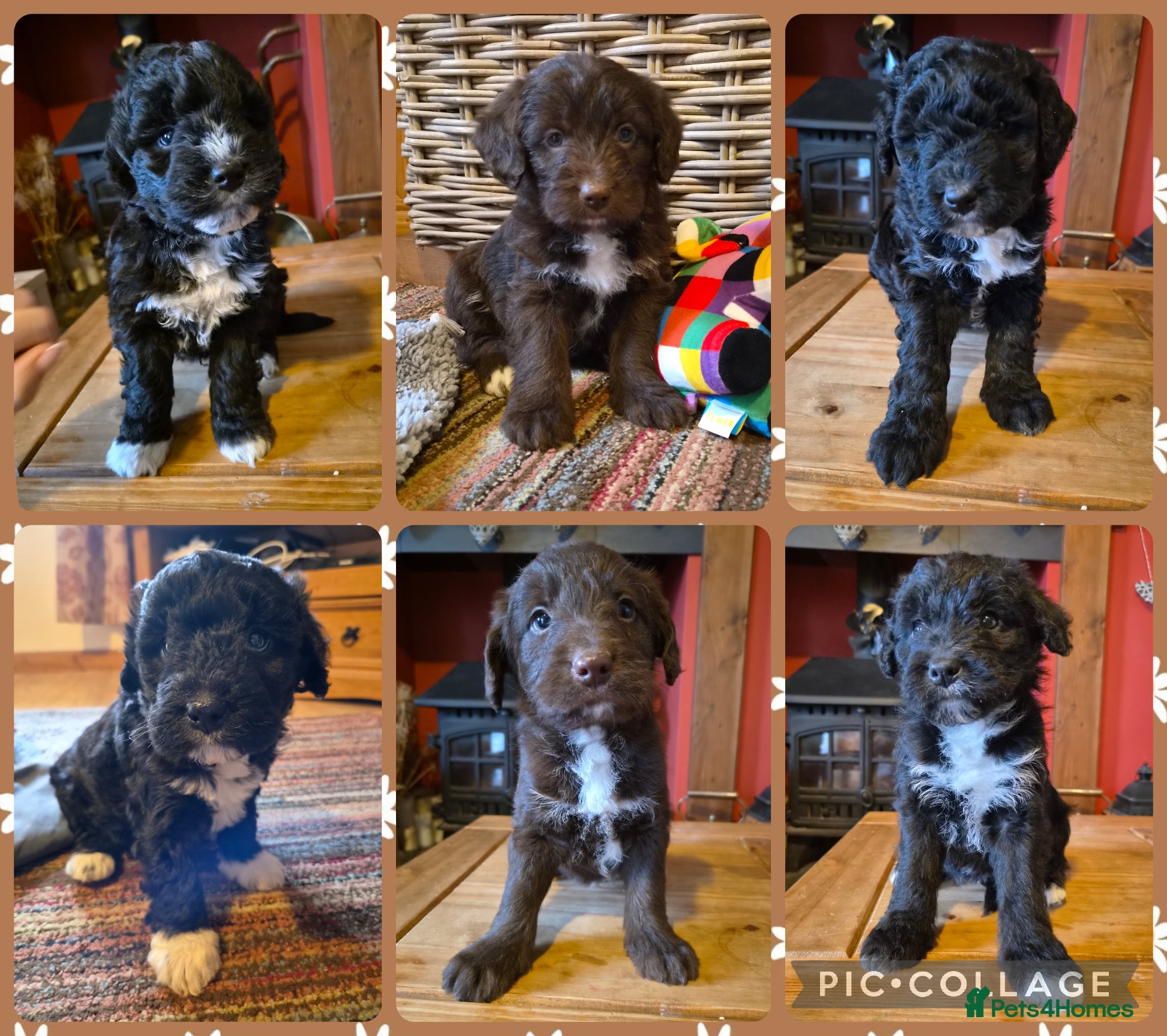 Bordoodle dogs Outstanding Bordoodles (collie x poodle) - Advert 1