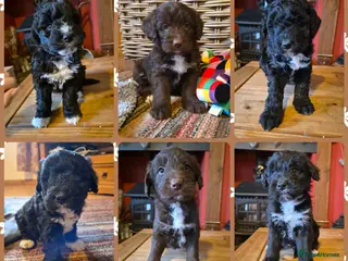 Bordoodle dogs Outstanding Bordoodles (collie x poodle) - Advert 2