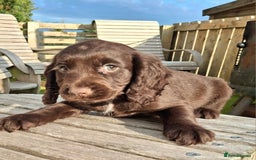 Cocker Spaniel dogs for sale: Cocker Spaniel puppies  - Image 8