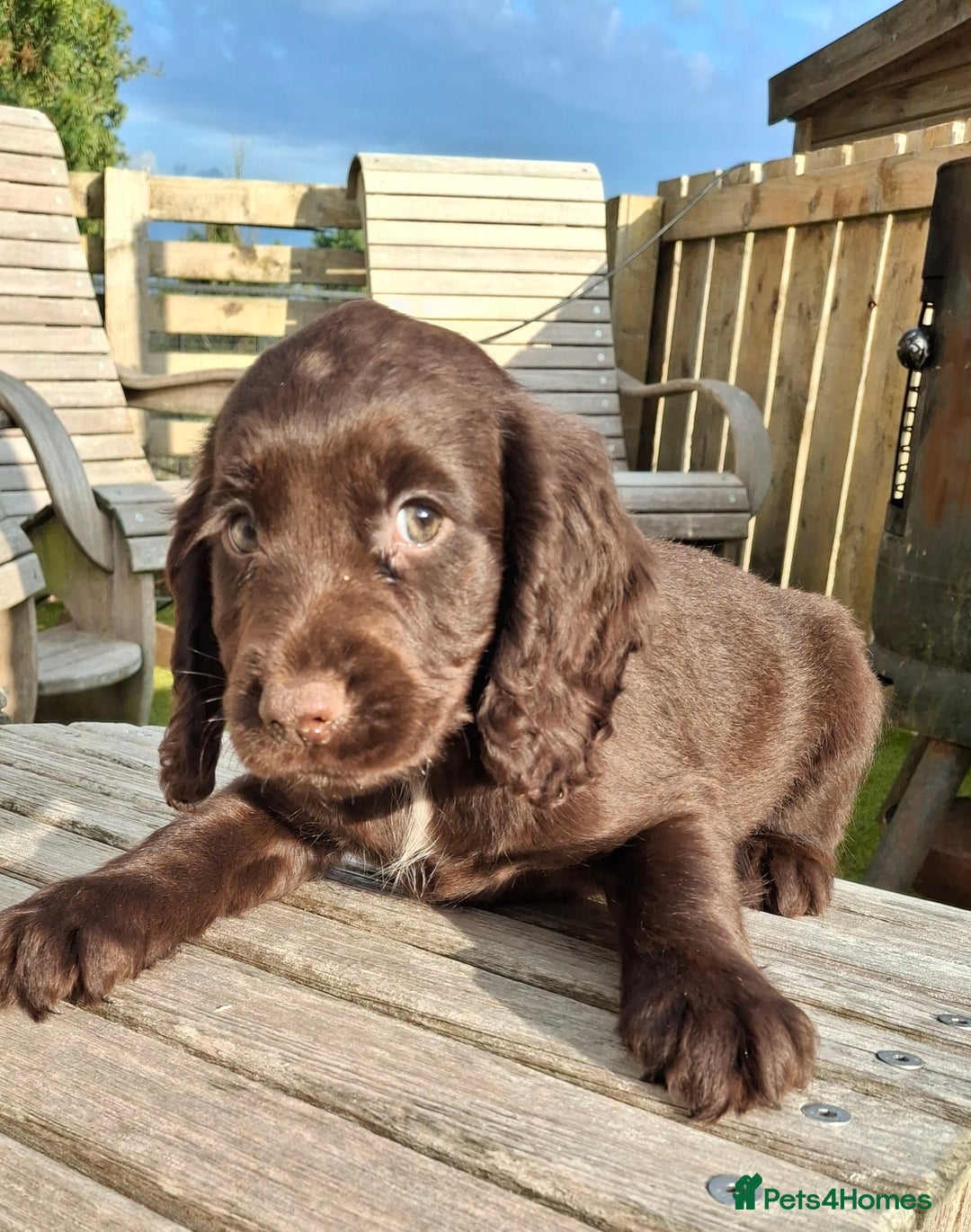 Cocker Spaniel dogs for sale: Cocker Spaniel puppies  - Image 8