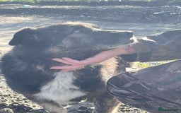 Mixed Breed dogs for adoption: Lawrence - Norwich Norfolk  - Advert 6