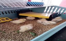 Chickens poultry for sale: Rare Citron silkie chicks - Image 1