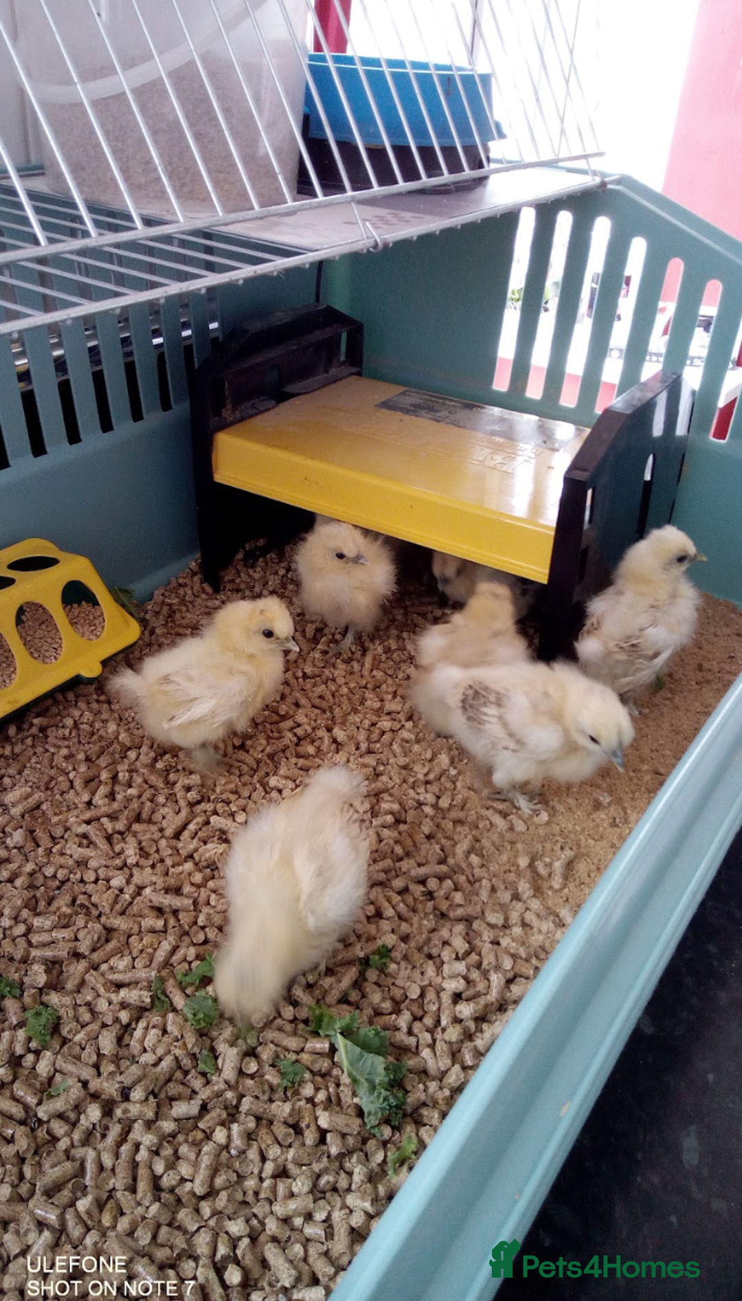Chickens poultry for sale: Rare Citron silkie chicks - Image 1