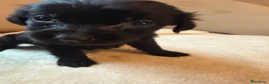 Girl No collar 