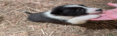 Border Collie Puppy 5