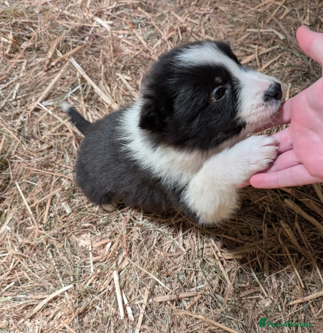 Border Collie dogs for sale: Border Collie Pups ❤️ - Advert 12